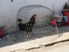 For cockfighting in Cambodia