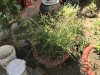 Plant used for the mat grass/straw