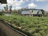 Peppers being grown on Evergreen Island