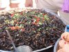 Crickets.....yummers!!!