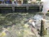 Large catfish
