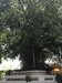 Buddha tree......banyan tree