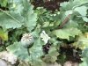 The black tar substance on the outside of the cut seed is what is collected!!