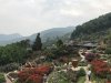 IMG_4524