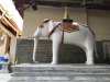 The white elephant, carrying a bone shard from the original Buddha, located this temple!