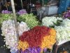 Gorgeous orchids!
