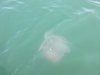 They seem to be catching mainly these kind of jelly fish