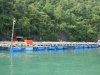 Fish farms were everywhere.....this one was farming Grouper!!