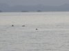 A pod of dolphin one morning came into the anchorage to feed
