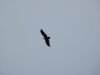 Eagle soaring
