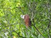 Brahminy Kite