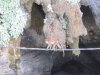 Monkeys walking on an electrical power cord