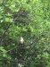 White Belly Sea Eagle