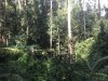 The feeding platform.....this is the fruiting season so plenty of food throughout the Park for the animals