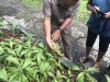 A Pitcher plant....eats insects......and the bigger ones maybe mice!!!