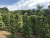 Pepper Farm