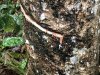 Cutting the rubber tree to drain the latex