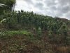 Another pepper farm