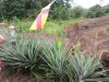 We had some of the best juicy and sweet pineapples