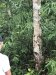 Rubber tree