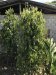 Pepper Plant