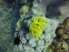 Lovely feather star
