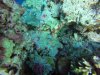 Valonia Ventricosa ......sailor's eyeball.....an algae.....Marco said one of largest he has seen!!