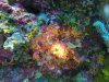 A lobster (those are his antennae there) tucked into a colorful collection of hard and soft colors....