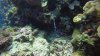 Sea Snake