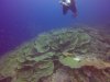 Cabbage coral