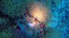 Gorgeous soft corals hide nearly all varieties of Anemonefish These are Orange Anemonefish with orange eggs!!