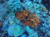 This beautiful anemone is hiding a Spinecheek Anemonefish.