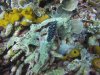 Nudibranch