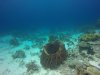 Spade fish by the barrel sponge