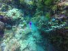Squarespot anthias