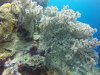 The polyps on this Gorgonian are open and feeding