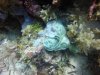 Elizabeth's Chromodoris nudibranch