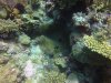 Clarks Anemonefish