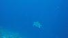 We saw lot's of turtles......so majestic in the water!!