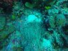 More Anemonefsih