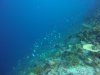 Lots of fish.....like being in an aquarium....picture does not capture the moment!!