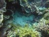 Juvenile bycolor parrotfish