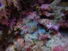 Lionfish