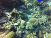 Moorish Idol