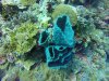 Tube sponge