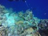 This is how a coral reef is supposed to look, messy and crammed all on top of each other, wildly colored and teaming with life! It was so good to see healthy reef again, and it gives us hope! Note the Orange Anemonefish in the anemone and the Longnose Butterfly Fish toward the bottom of the picture
