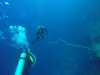 Kathy and Marco inspecting a whip coral for shrimp!!