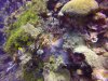 Do you see the Leaf Fish?