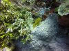 That's him on the coral - if you look carefully, you can see his white eye....