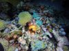Look closely......maybe Peacock shrimp on coral